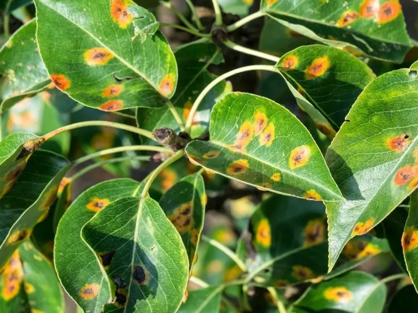 Pear rust
