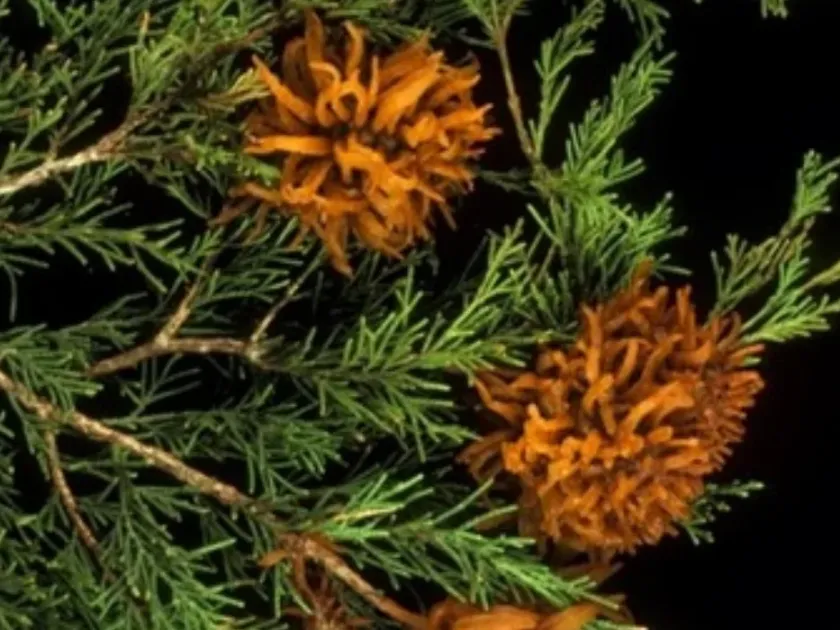 Juniper rust