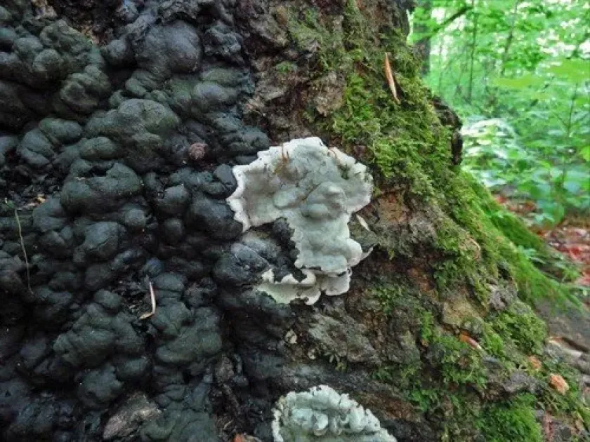 Hypoxylon canker