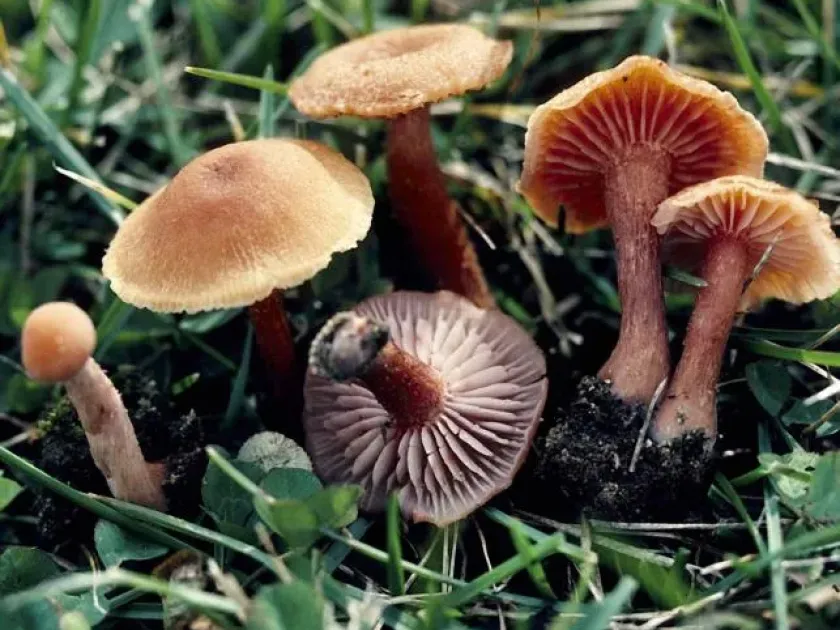 Laccaria laccata