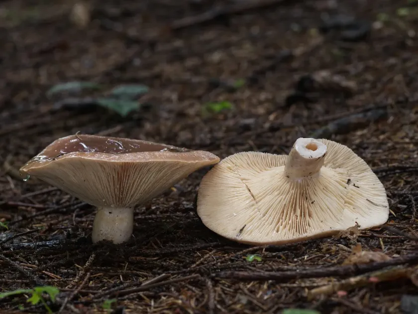 Bearded milkcap