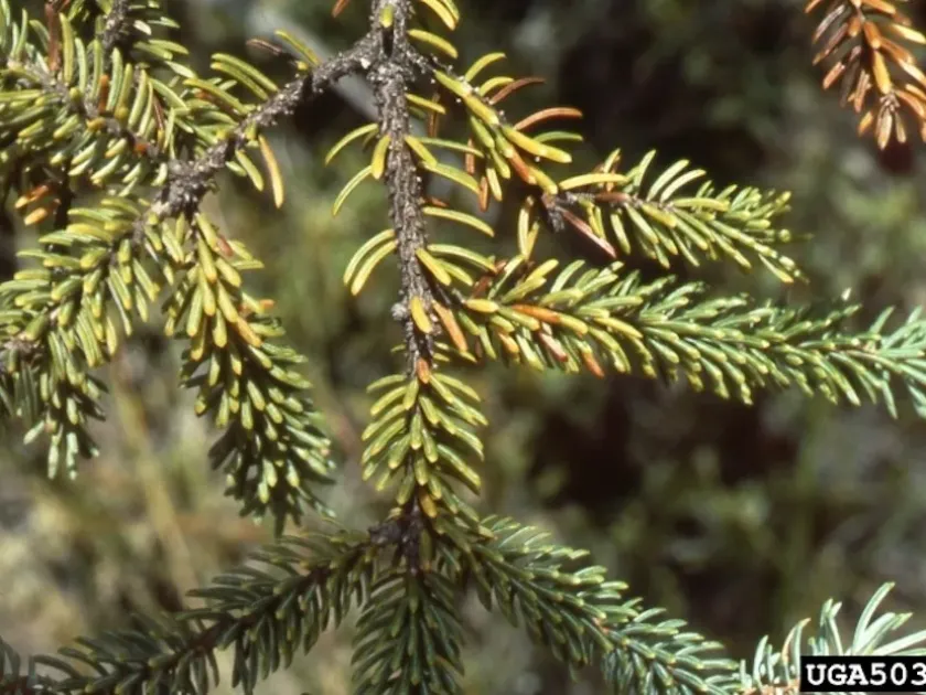 Spruce needle cast