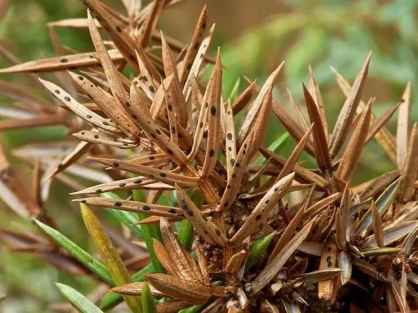 Lophodermium needle cast of fir