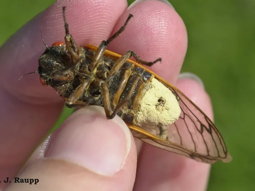 Massospora cicadina