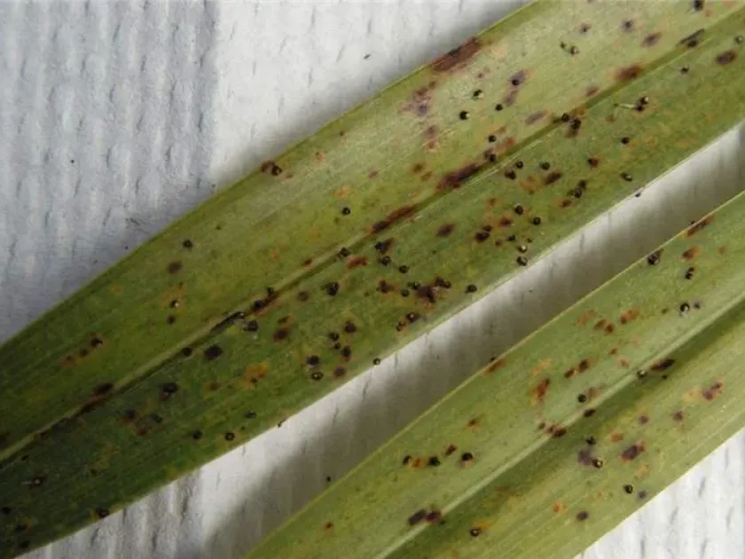 Melanconium leaf spot of oil palm