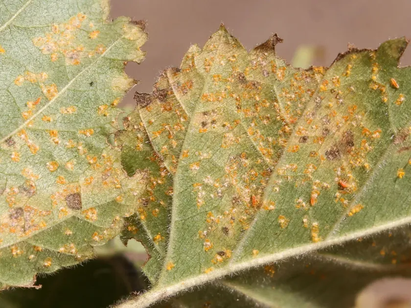 Melampsoridium rust