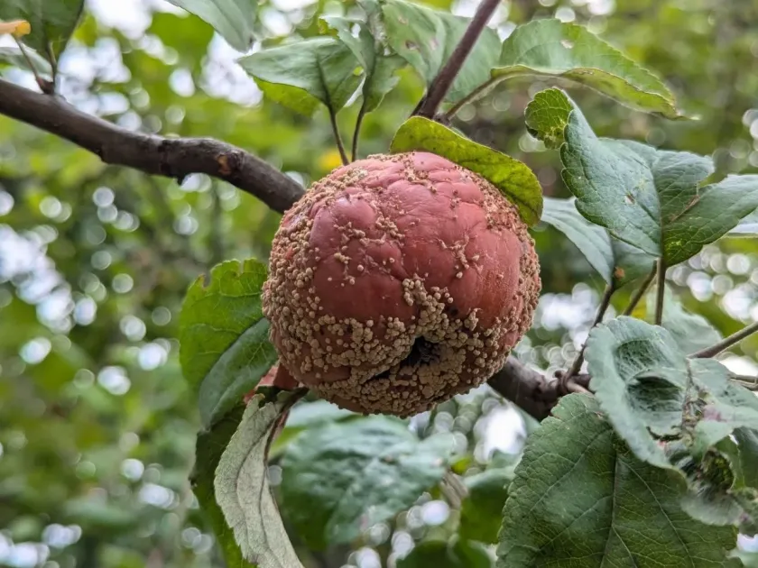 Монилиоз плодовых культур