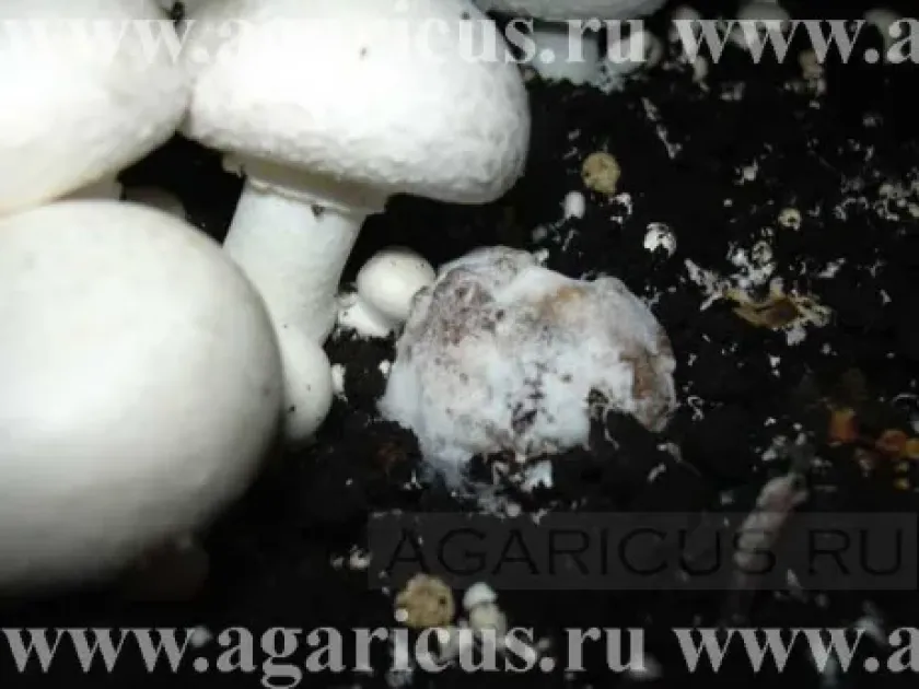 Микогоноз
