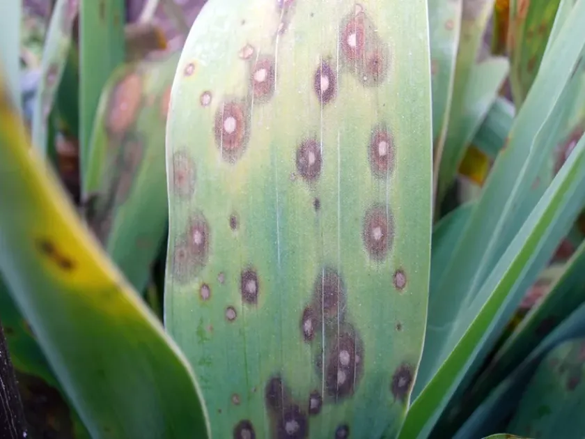 Heterosporium leaf spot