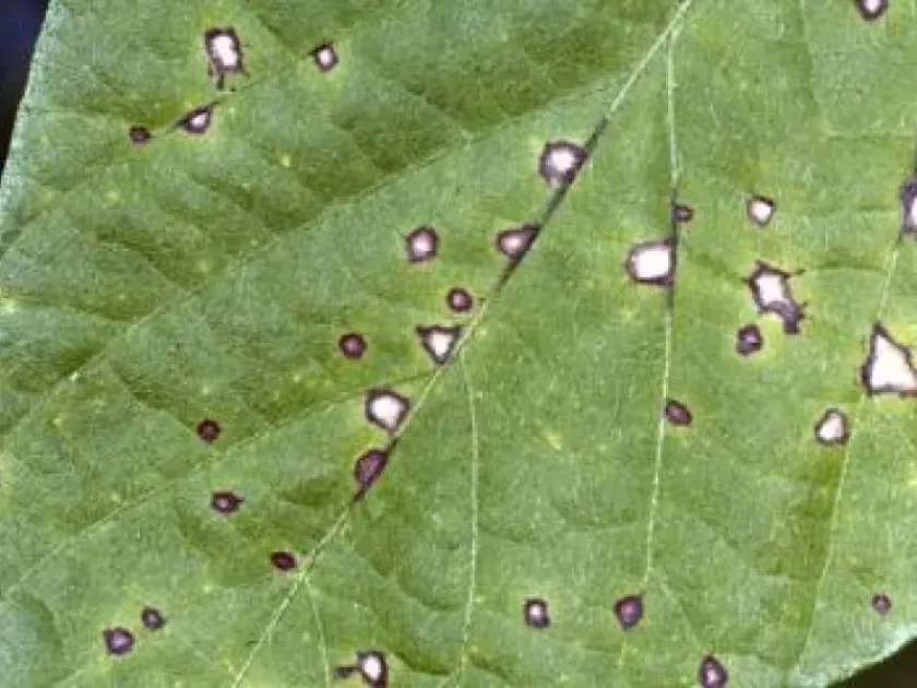 Pigeon pea cercospora leaf spot