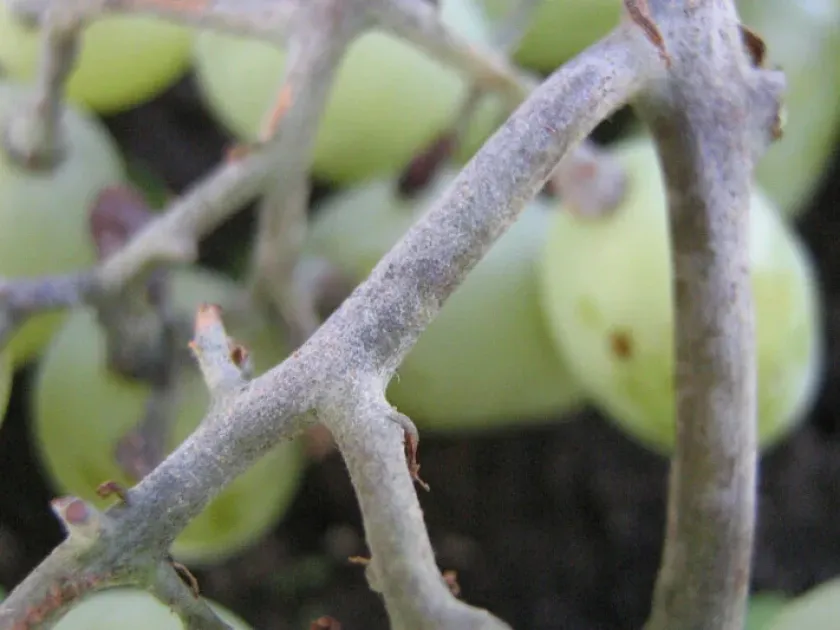 Powdery mildew