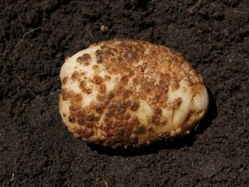Oospora pustulans