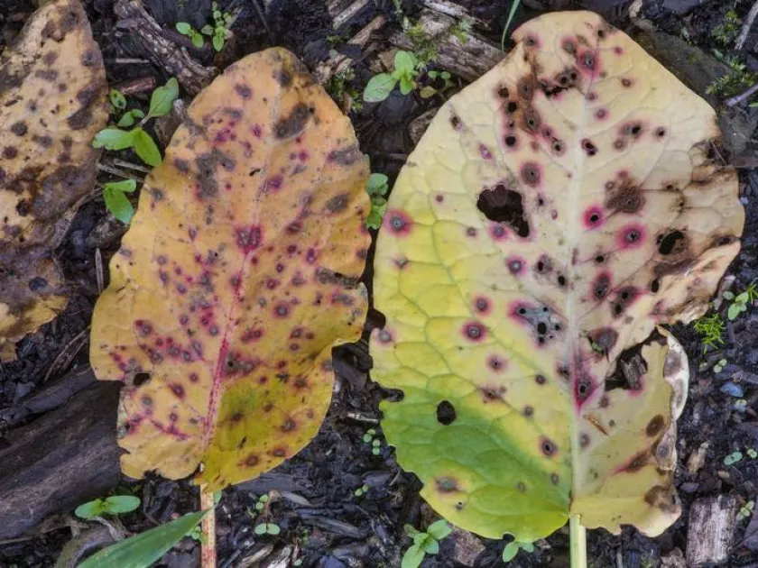 Ramularia leaf spot
