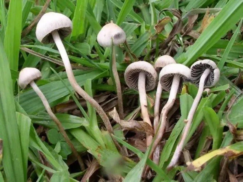 Panaeolus