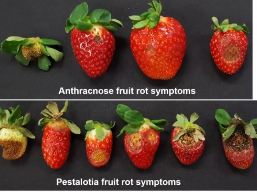 Песталоциопсис лонгисетула