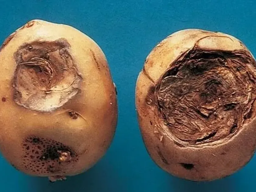Gangrene of potato