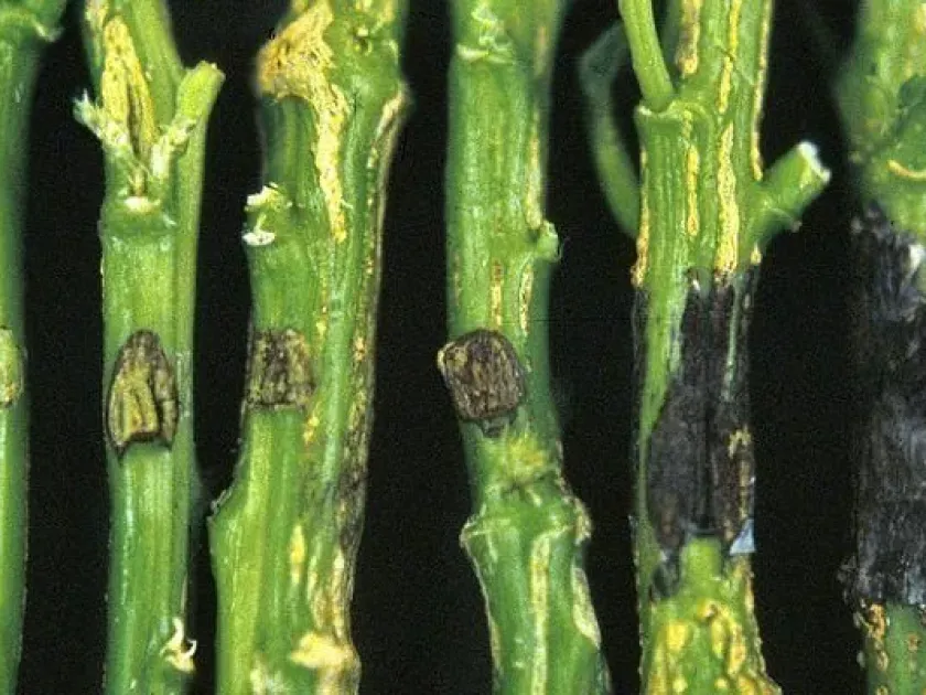 Phomopsis stem blight