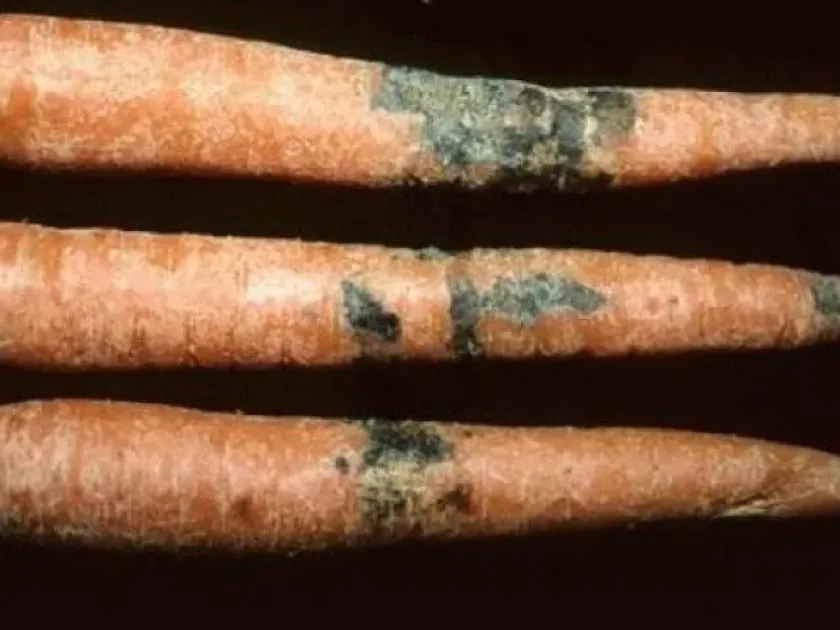 Phomopsis root rot