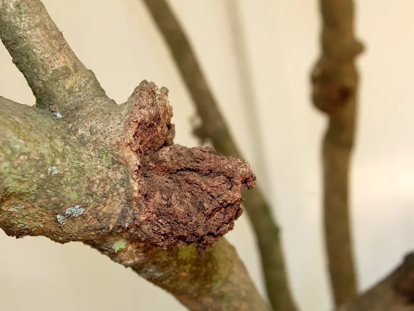 Gardenia Diaporthe blight