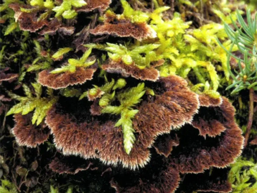 Thelephora terrestris