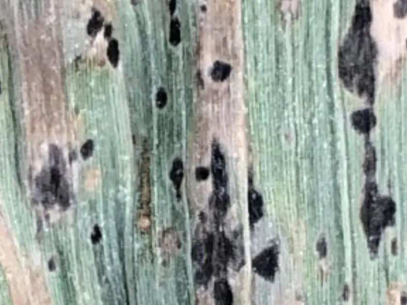 Tar spot of corn