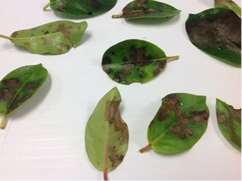 Phytophthora citricola