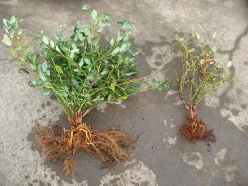Phytophthora cinnamomi