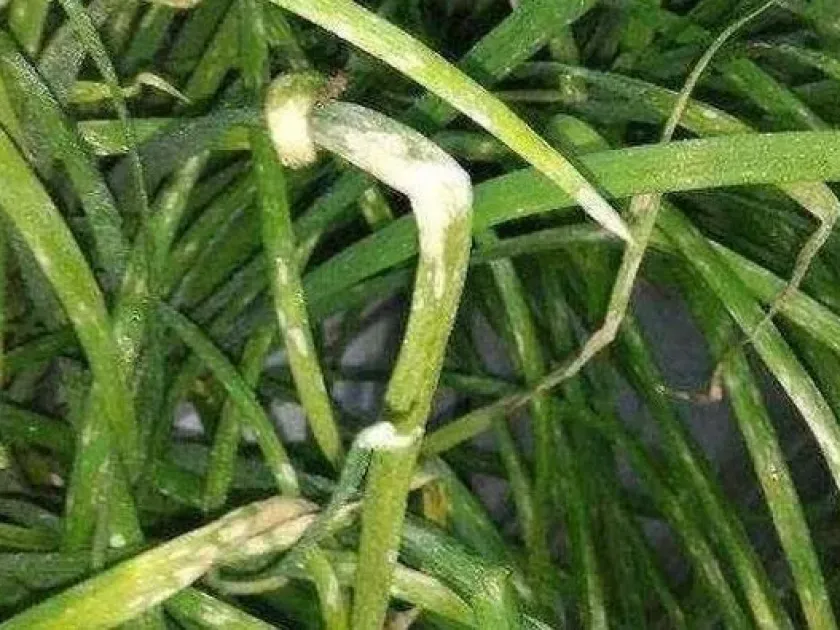 Phytophthora leaf blight of onion