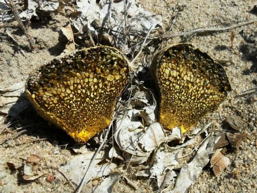 Pisolithus arhizos