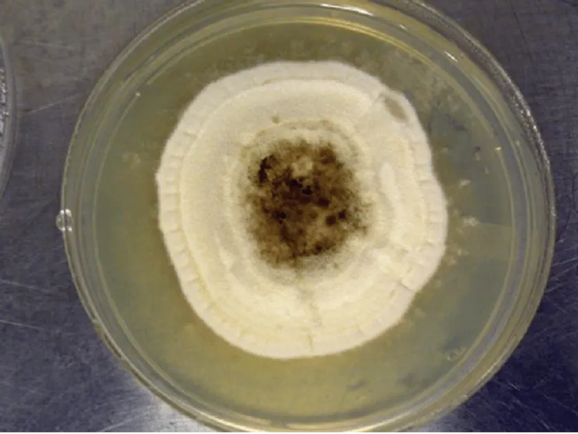 Pithomyces