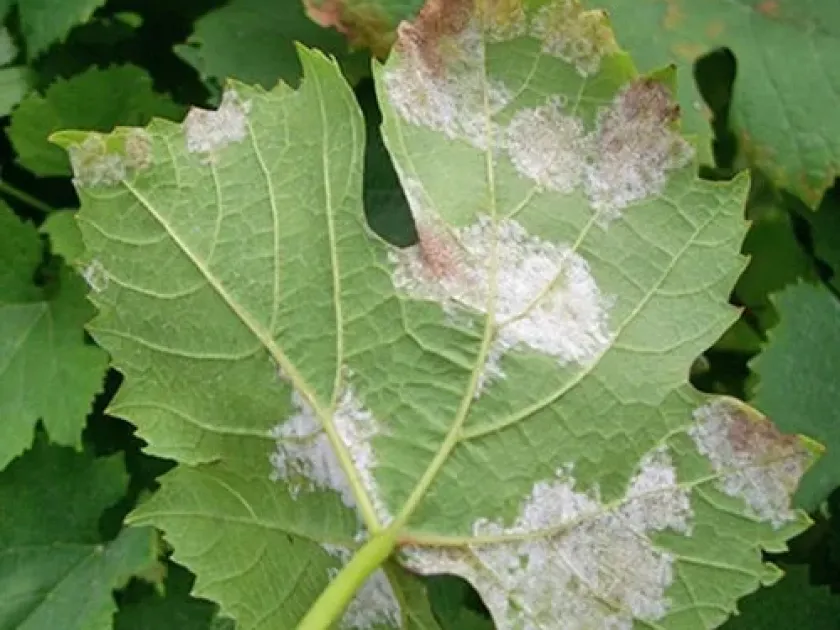Downy mildew