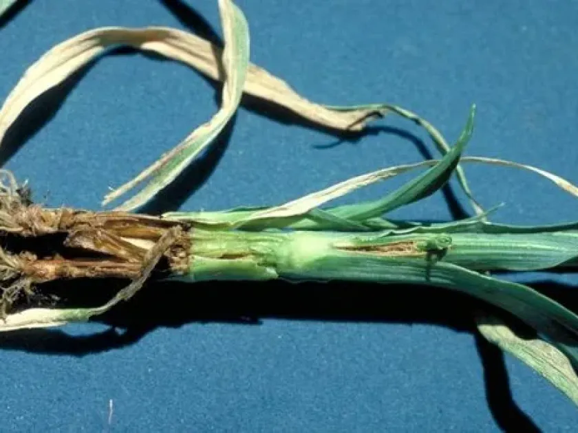 Bacterial wilt of carnation
