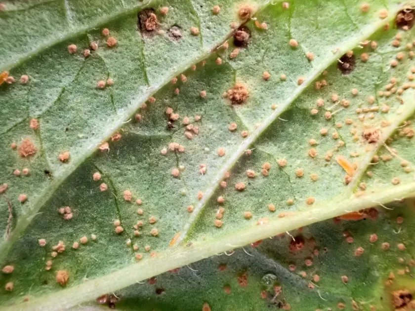 Mint rust