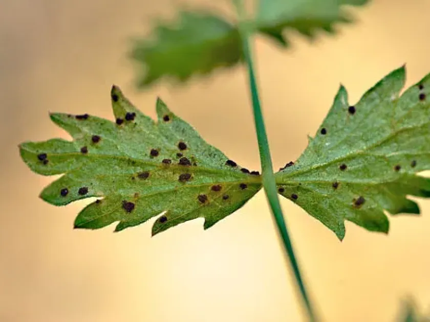 Rust of pimpinella