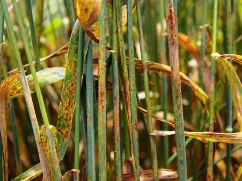 Sedge rust