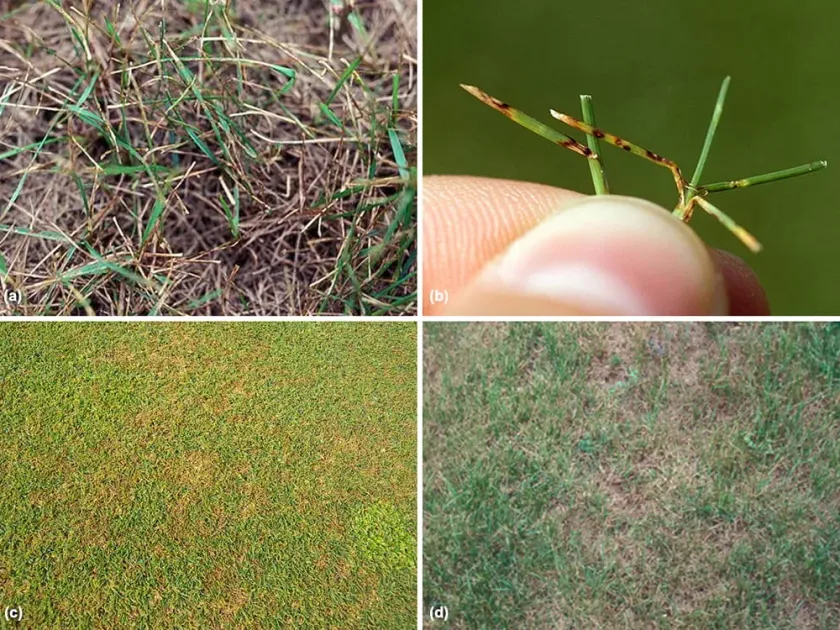 Сетчатая пятнистость овсяницы