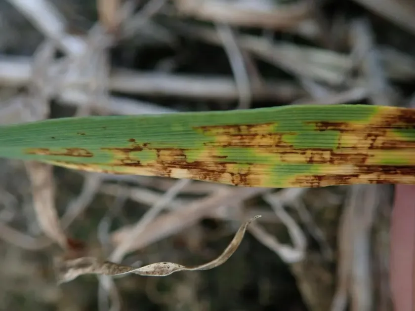 Barley pyrenophora leaf spot