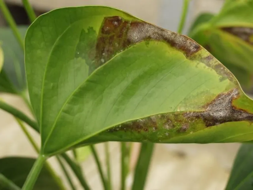 Bacterial wilt of anthurium