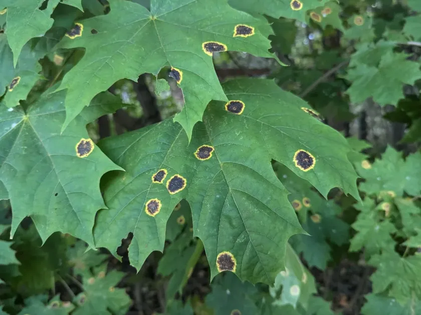 Maple leaf spot (Pilidium)