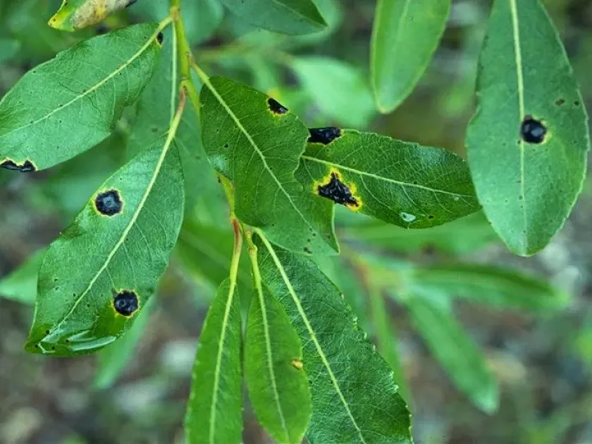Willow tar spot