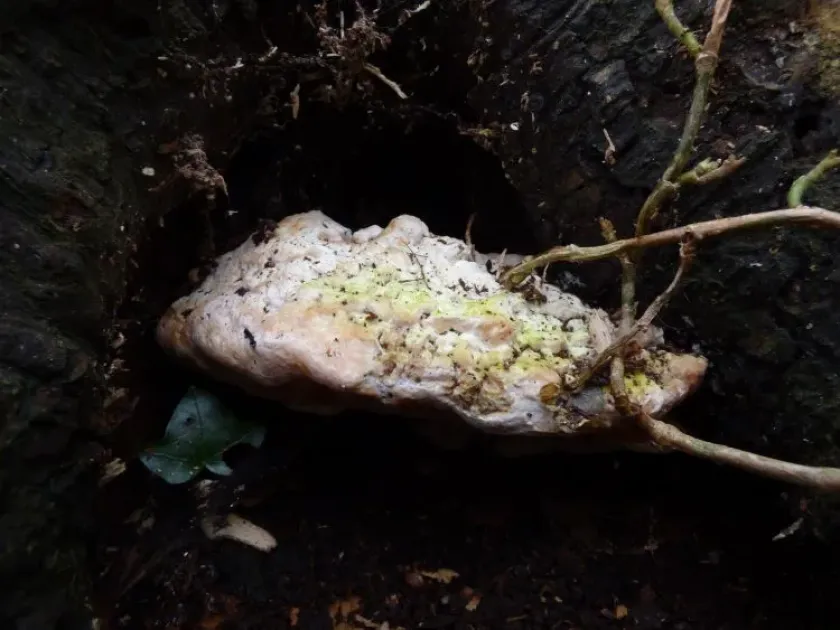 Rigidoporus ulmarius