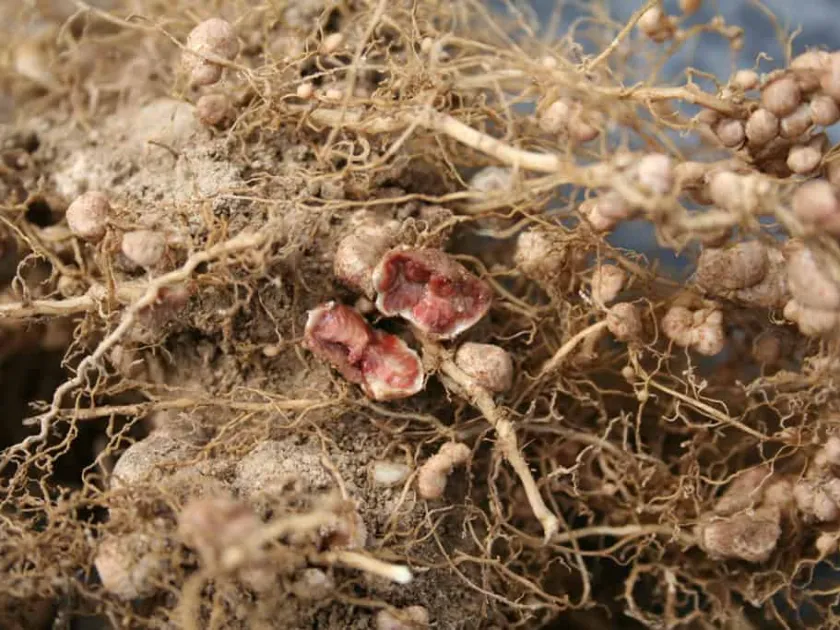 Bradyrhizobium japonicum