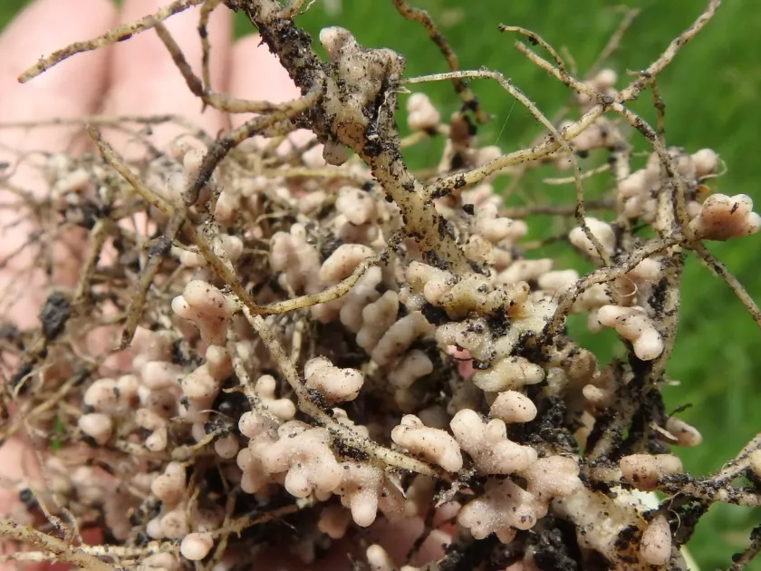Clover rhizobia