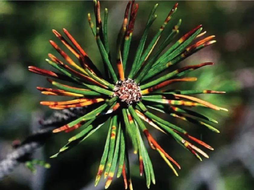 Brown spot needle blight of pine