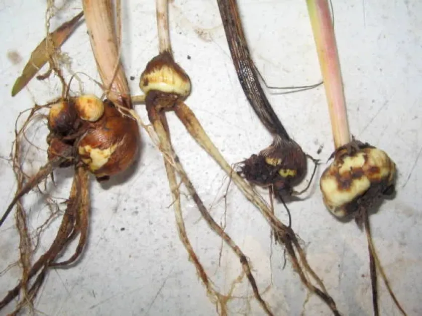 Dry rot of gladiolus