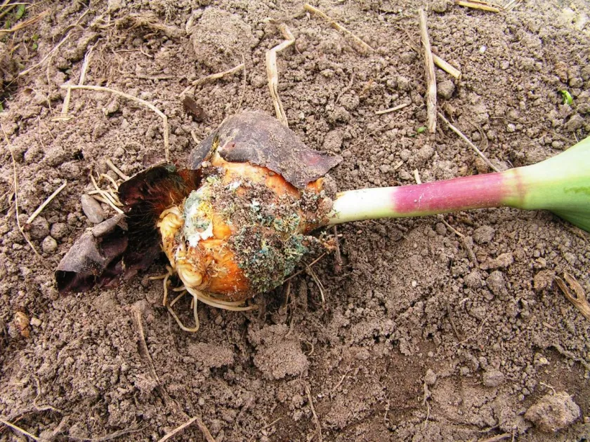 Narcissus Sclerotinia