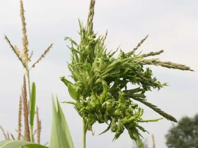 Downy mildew of cereals