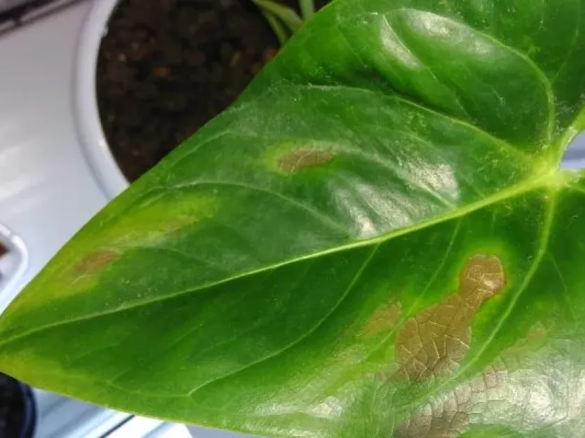 Septoria leaf spot of anthurium