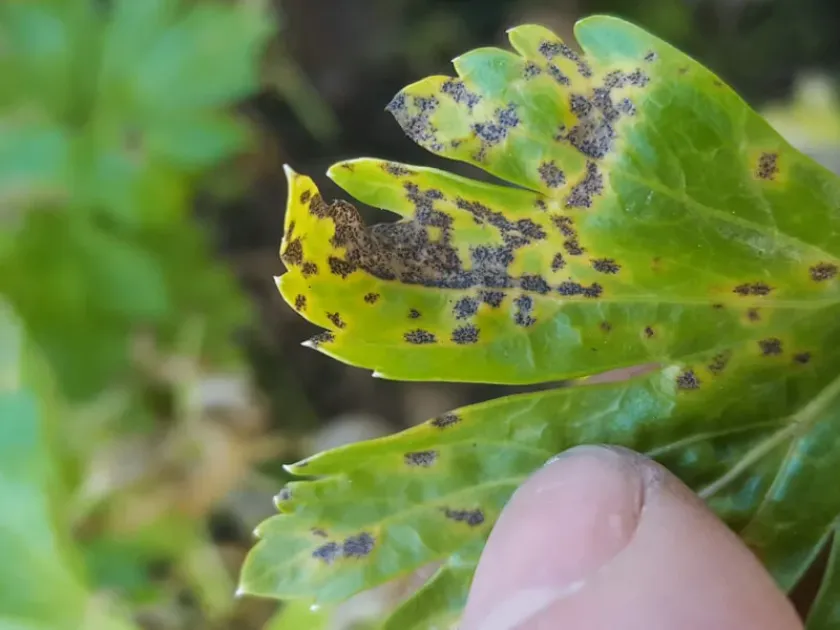 Septoria leaf spot of carrot