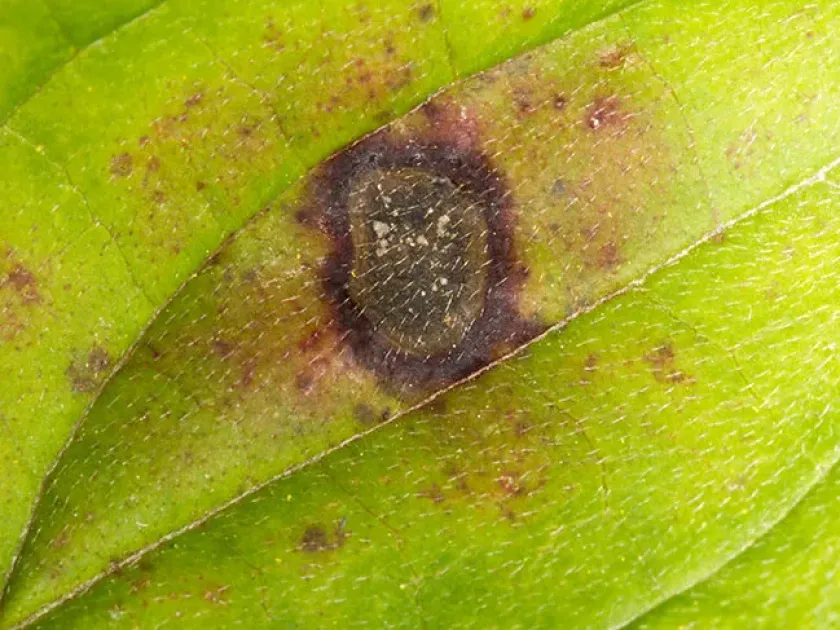Cornelian cherry spot